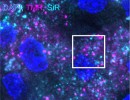 A new model for studies of beta-cell function 130x100