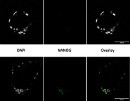 Role of NANOG in bovine embryos revealed 130x101