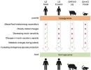 Mechanisms of transient juvenile hypoglycaemia in GHR deficiency 130x100