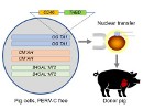 pig cells 30.06.2020